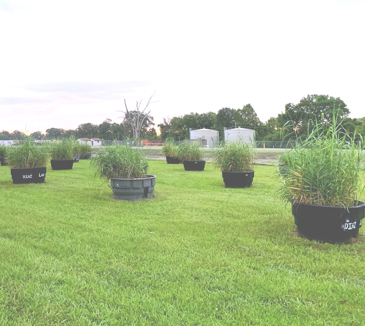LSU AgCenter scientists press forward with roseau cane research